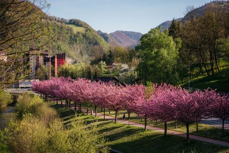 Japonske češnje nas spet razveseljujejo